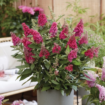 Buddleja - davidii - Little Ruby - BotEx006
