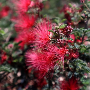 Calliandra - californica - Red - 