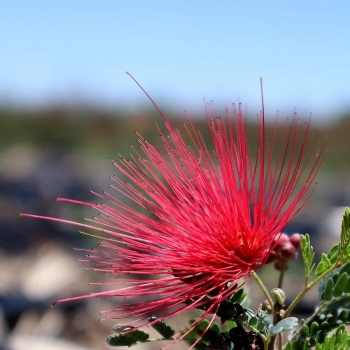 Calliandra - californica - Red - 