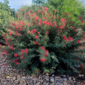 Calliandra - californica - Red - 