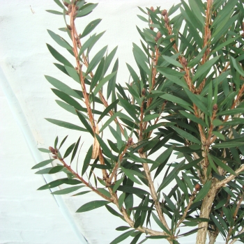 Callistemon - hybride - Amarette - Hutnik