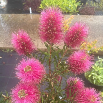 Callistemon - hybride - Amarette - Hutnik