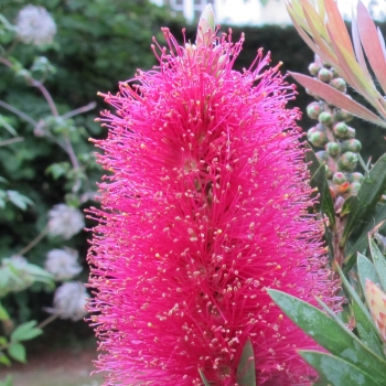 Callistemon - hybride - Amarette - Hutnik
