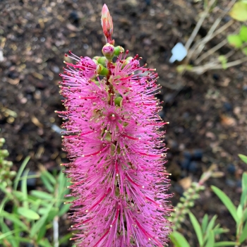 Callistemon - hybride - Beeslebuzz Inn - Parlink