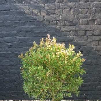 Callistemon - hybride - Beeslebuzz Inn - Parlink