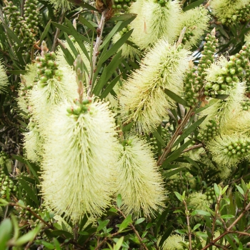 Callistemon  - salignus - Honeypot - Hutneezz