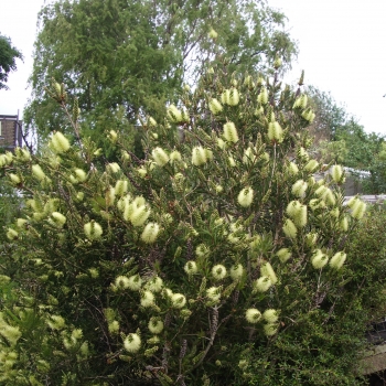 Callistemon  - salignus - Honeypot - Hutneezz