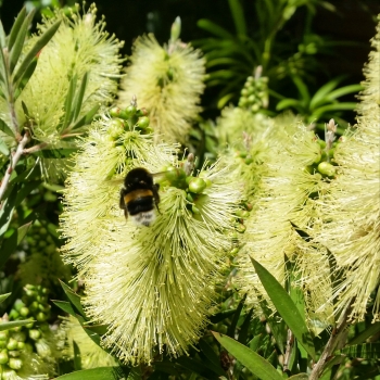 Callistemon  - salignus - Honeypot - Hutneezz