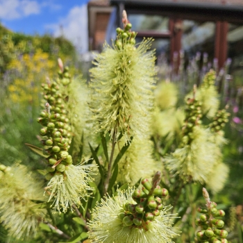 Callistemon  - salignus - Honeypot - Hutneezz