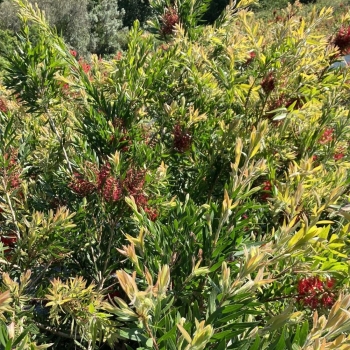 Callistemon - hybride - Outback Fire   - COV
