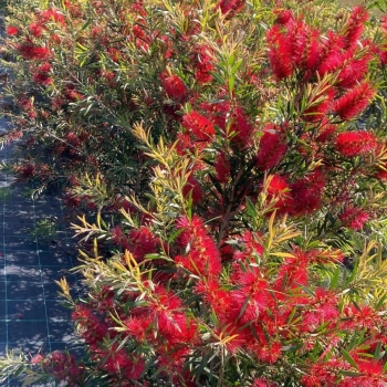 Callistemon - hybride - Outback Flame  - COV