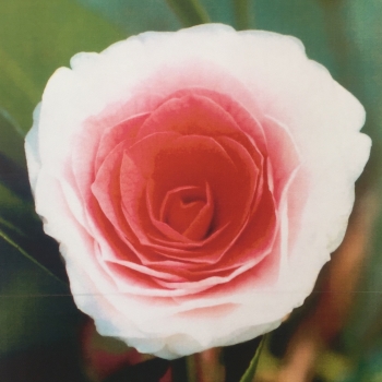 Camellia - japonica - Hirai Hirai - COV