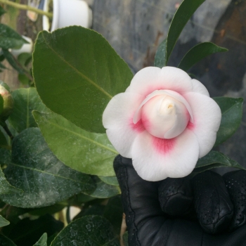 Camellia - japonica - Hirai Hirai - COV
