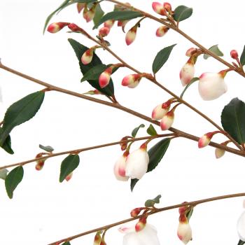 Camellia - rosthorniana - Cupido - Elina