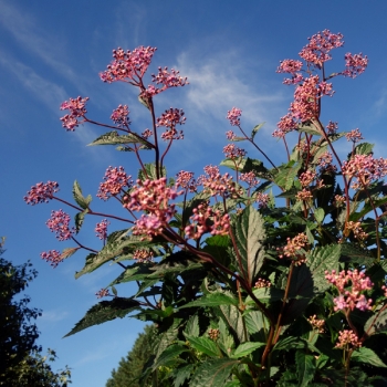 Cardiandra - hybride - Autumn Bouquet - Suapc 1707