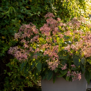 Cardiandra - hybride - Autumn Bouquet - Suapc 1707