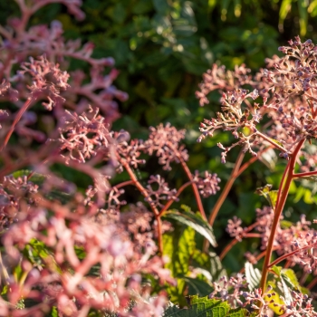 Cardiandra - hybride - Autumn Bouquet - Suapc 1707