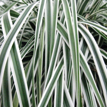 Carex - oshimensis - Everest - Fiwhite