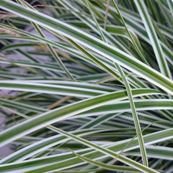 Carex - oshimensis - Everest - Fiwhite