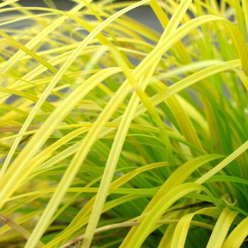 Carex - oshimensis - Everillo - COV