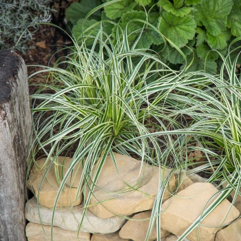 Carex - oshimensis - Feather Falls - COV