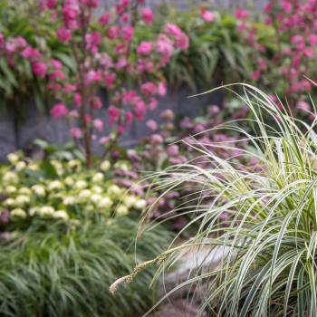 Carex - oshimensis - Feather Falls - COV