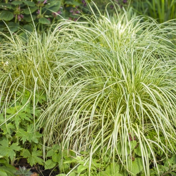 Carex - oshimensis - Moon Falls - COV