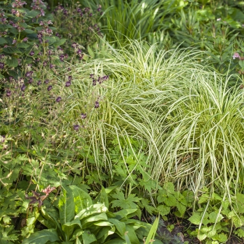 Carex - oshimensis - Moon Falls - COV