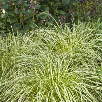 Carex - oshimensis - Moon Falls - COV