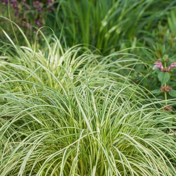 Carex - hybride - Moon Falls - COV