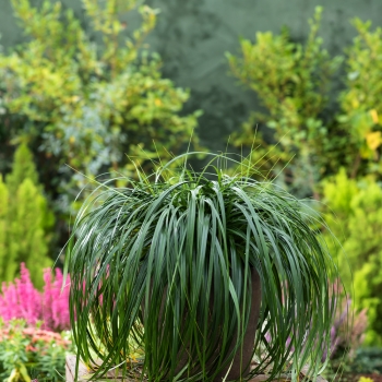 Carex - oshimensis - Ribbon Falls - COV