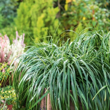 Carex - oshimensis - Ribbon Falls - COV