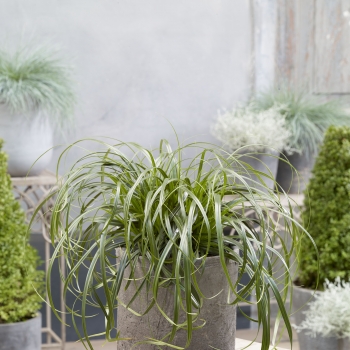 Carex - oshimensis - Ribbon Falls - COV