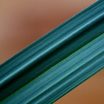 Carex - laxiculmis - Bunny Blue - COV