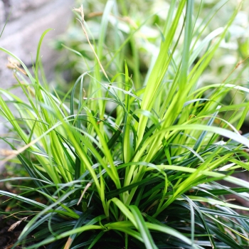 Carex - oshimensis - Everdi - cov