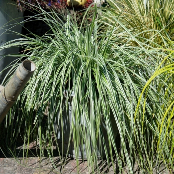 Carex - oshimensis - Everest - Fiwhite