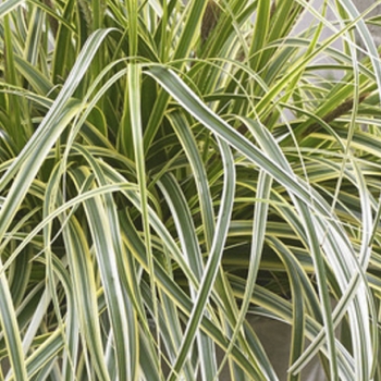 Carex - hybride - Feather Falls - 