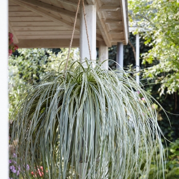 Carex - hybride - Feather Falls - 