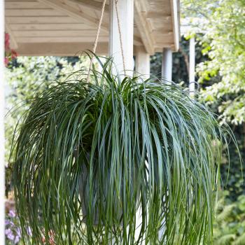 Carex - hybride - Ribbon Falls - COV