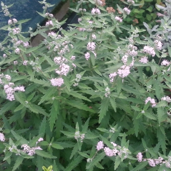 Caryopteris - hybride - Pink Perfection - Lisspin