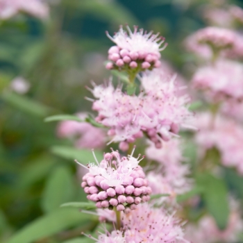 Caryopteris - hybride - Pink Perfection - Lisspin