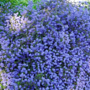 Ceanothus - thyrsiflorus - Blue Sapphire - COV