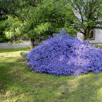 Ceanothus - thyrsiflorus - Blue Sapphire - COV