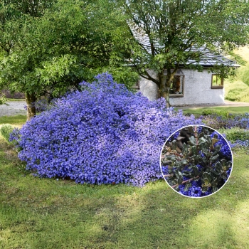 Ceanothus - thyrsiflorus - Blue Sapphire - COV