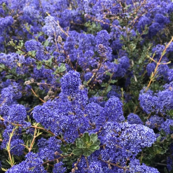 Ceanothus - thyrsiflorus - Blue Sapphire - COV