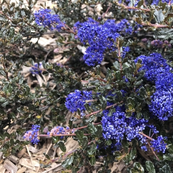 Ceanothus - thyrsiflorus - Blue Sapphire - COV