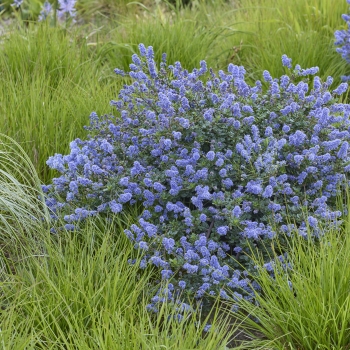 Ceanothus - hybride - Pacific Wave - COV