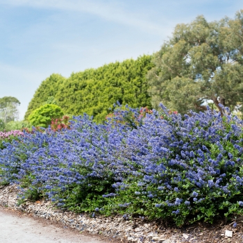 Ceanothus - hybride - Pacific Wave - COV