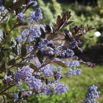 Ceanothus - thyrsiflorus - Tuxedo - COV