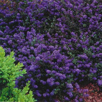 Ceanothus - thyrsiflorus - Blue Sapphire - COV